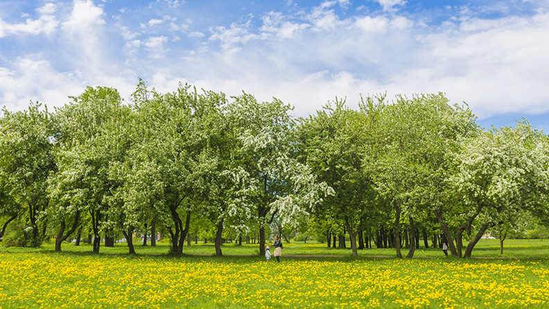 Цветущие яблони в парке Академика Сахарова