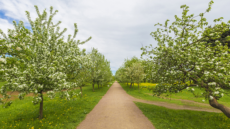 Цветущие яблони в парке Академика Сахарова
